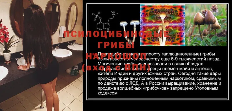 Галлюциногенные грибы Cubensis Северск